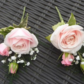 buttonhole rose