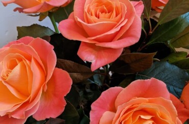 Special Occasion and Funeral or Sympathy flowers