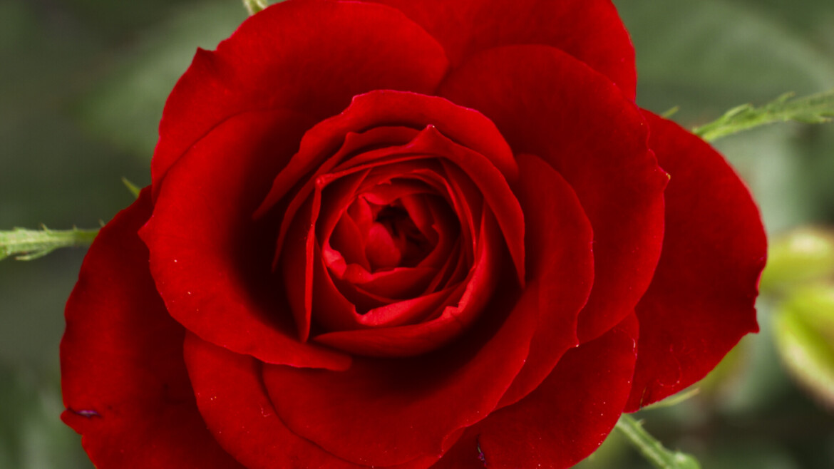 Valentine Bouquets