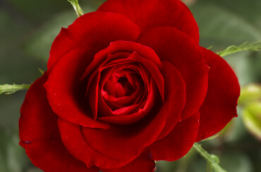 Valentine Bouquets
